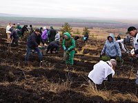 На территории Саратовской области осенью этого года высадили 1,8 тысячи гектаров новых лесов