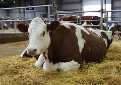 Племзавод «Мелиоратор» увеличит производство молока более чем на 4,5 тысячи тонн в год за счет реализации инвестпроекта