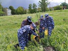 Сад памяти в школе пополнился новым саженцем яблони