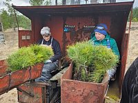 В Саратовской области показатель по воспроизводству лесов вырос на 900% благодаря нацпроекту "Экология"