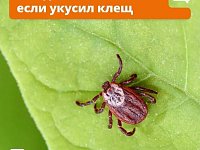 В Саратовской области становятся активными клещи – самое время вспомнить правила безопасности