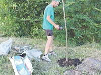 В рамках местных инициатив высаживают новые деревья