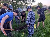 Яблоня стала новым украшением школьного сада
