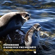 Саратовцев приглашают принять участие в конкурсе экологических и природоохранных проектов